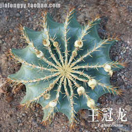 仙人球王冠龙 蓝筒掌 大型沙生植物 造景植物花卉盆栽基地直发