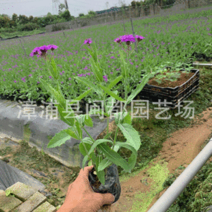 ���~�R�޲�  ���������� �͝�� ���@�{��ɫ�����쾰�� �F؛���l