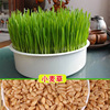 Wheat seeds sprout seedlings, big wheat seedlings, water cultivation, coat -breed seedlings planting cat mint grass, cat grass seed seeds