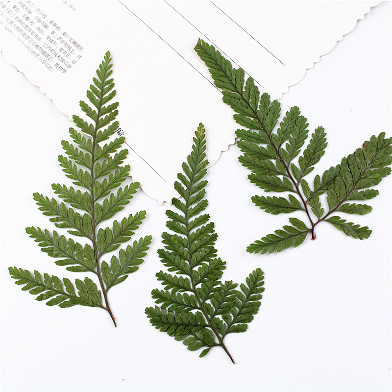 Wolf's tail fern dried flower embossed flower nail beauty makeup material natural real flower plant specimen glue drop handmade material