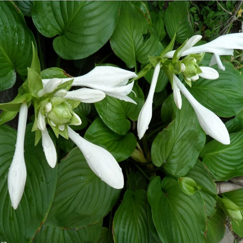 Белый Хоста Семена Двор Многолетние Травы Семена Цветов Вечнозеленый Белый Журавль Фея Ючун Палку Семена