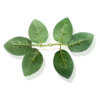 Factory spot Six Bulk Silk Seal Rose Leaf Flower Flower Insert Rose Decoration Leaf Simulation Shooting Bone Leaf