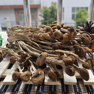 ���l �����乽 δ�_����¹��������a�ظ�؛500g