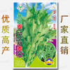About 3400 grains of flower sweet wheat vegetable seed jadeite seed seeds, opening ya, lettuce flower leaf 唛 翡 唛 seeds