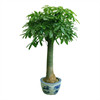 Fortune Tree Potted Plant -large Plant Potanopted Pot Pot Potted Popular Large Room indoor Tree Fortune Trees are good -looking, beautiful lone braids