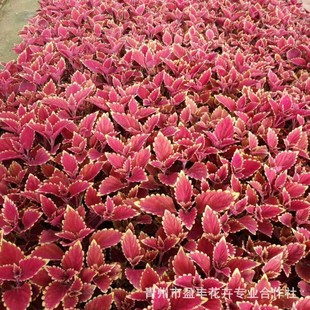 �pɫ�������~�� ɽ�|���ݲݻ����ع������NҎ����[ �G���ݻ�