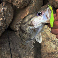 路亞餌叉尾路亞軟餌軟蟲6cm1.5g海釣桂魚翹嘴魚餌假餌魚單色叉尾