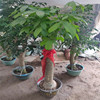 Fortune Tree Potted Plant -large Plant Potanopted Pot Pot Potted Popular Large Room indoor Tree Fortune Trees are good -looking, beautiful lone braids