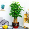 Fortune Tree Potted Plant -large Plant Potanopted Pot Pot Potted Popular Large Room indoor Tree Fortune Trees are good -looking, beautiful lone braids