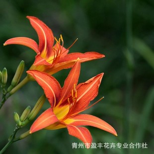 �����޸����� �G����ľ ����� �������a����������ľ���l