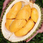 热带水果金枕榴莲新鲜带壳一整果巴掌榴莲批发非猫王榴莲金枕榴莲