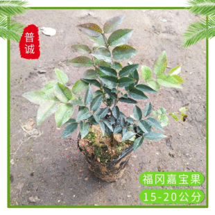 �����Ό��������������ͥԺ�҃��̨���Թ��������ֱ�����ܷN��