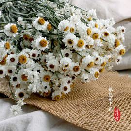 厂家批发银包菊干花花束银小菊花小白花雏菊鲁丹鸟花材花束装饰