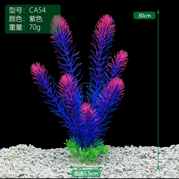 CA54-Purple