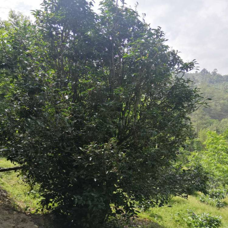 Yepu No. Wild Red Yunnan Dianhong Black Tea 500g 880 Acre Ancient Tea Garden Origin Straight Hair Large Quantity