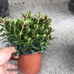 福建花卉盆栽带花 阳台垂吊观花植物多年生花卉四季易种金鱼草