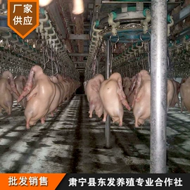 鲜/活禽类;鸭肉类;鲜/活畜类