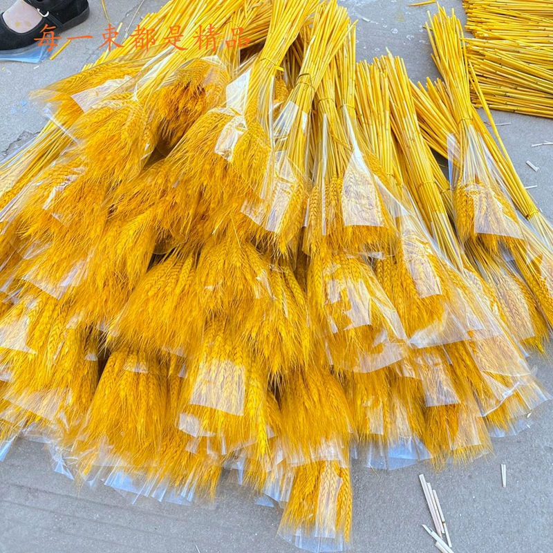 Ячмень Пшеница Открытие Уха Ячмень Сушеные Цветы Ячмень Цветочная Корзина Основной Цвет Пшеница Ухо Стрельба Реквизит Букет Ячменя