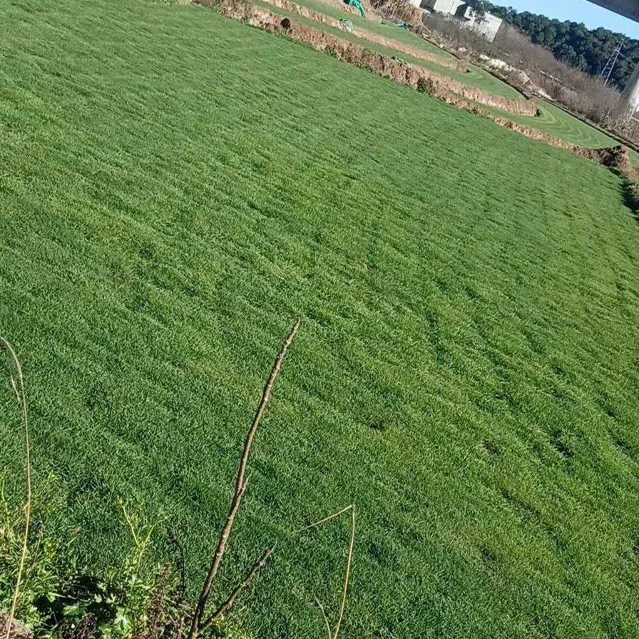 База прямых продаж вытаптывает устойчивый к морозам устойчивый к засухе смешанный посев газон высокий овсяница мятлик райграс корень зуба собаки