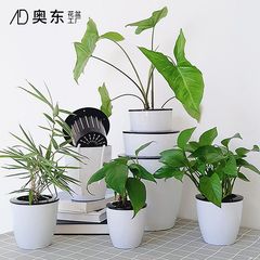 自動吸水懶人花盆樹脂塑料花盆綠蘿園藝花箱園林圓形大號恐龍蛋盆
