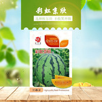 粒尓田彩虹京欣  京欣西瓜种子 薄皮彩虹瓤西瓜种子 棚室吊蔓种植