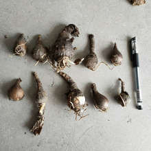 ʯ��˰��� ����ʯ��N�����l ����ɳ�A��צ���N��