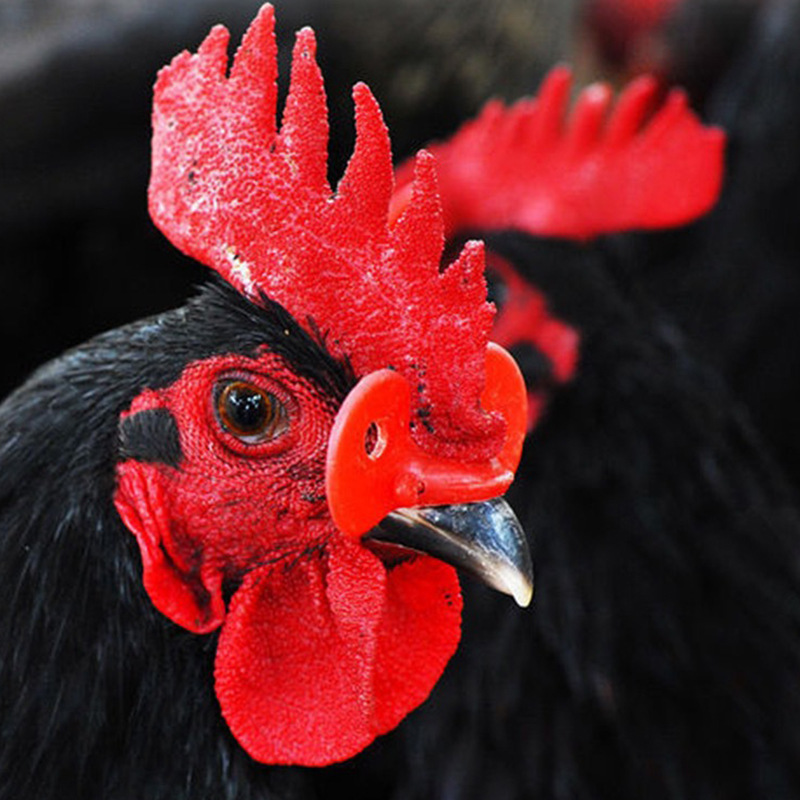 Anti-picotear gafas de pollo ojos de pollo grandes medianos máscara de ojo de pollo de montaña gafas de faisán embolus ganado equipo de cría de pollos image 2