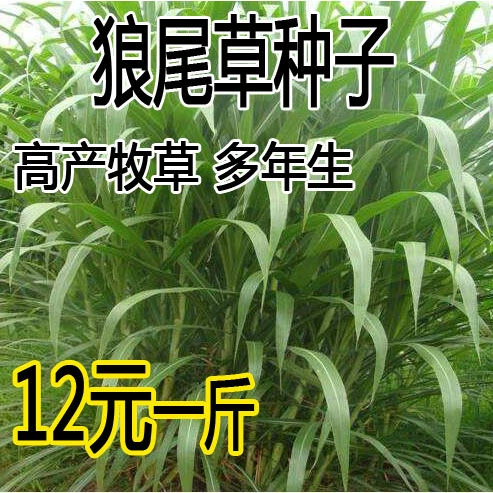 Семена кормовых семян Pennisetum гибридные Pennisetum высокой урожайности длительный период кормления косилки птицы скота семян травы