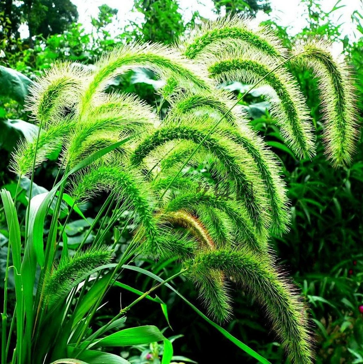 Сетария семена обычные кормовые сорняки декоративные защита склонов Сетария семена Жуйсао семена