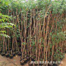 ͥԺ�G����Ԯֲ�����������̨���Ի�����������G����ľ