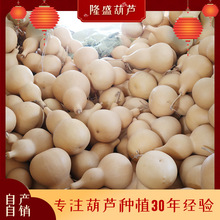 �S�����l30-50cm��̖��Ƥ���J �[��������Ȼ���J�����h�r