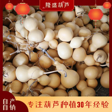 �ĳǺ��J���l 8-15cm������Ƥ���J����С̖ ���湤ˇ��Ƥ���J