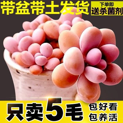 Суккулентные растения оптом пакет суккулентов DIY комбинация суккулентов в горшках новый продукт база теплица собственное производство и продажа