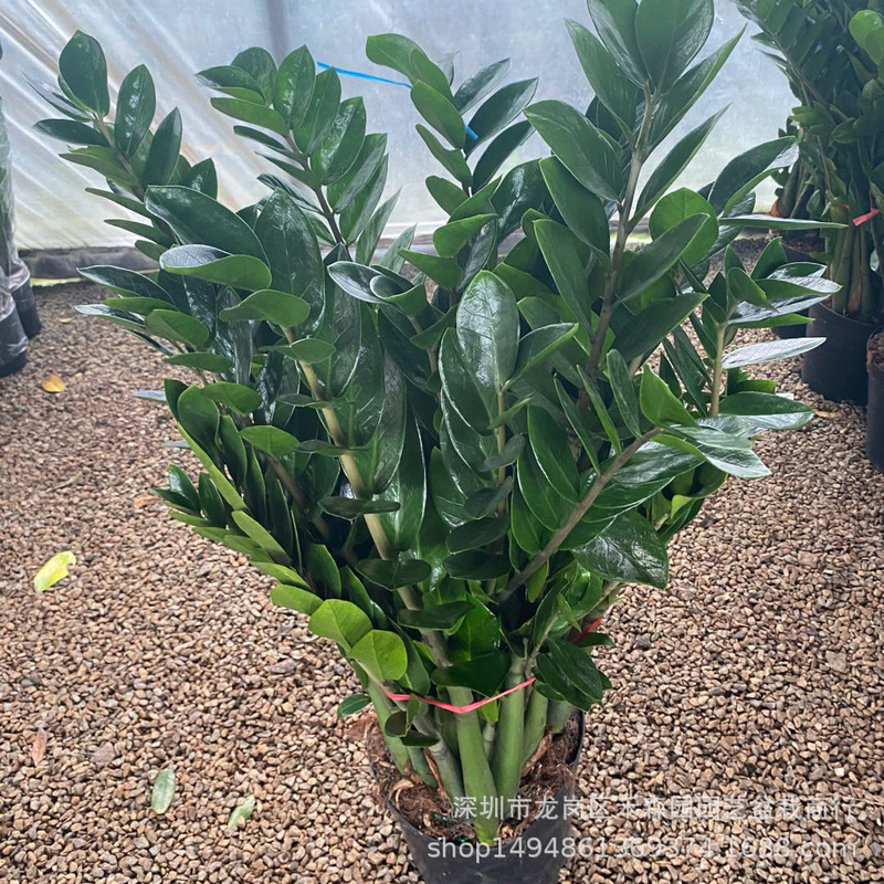 Money Tree Money Tree Indoor Living Room Large Green Plant Potted Bonsai Florals Absorb Formaldehyde Foliage and Fortune Plants Wholesale