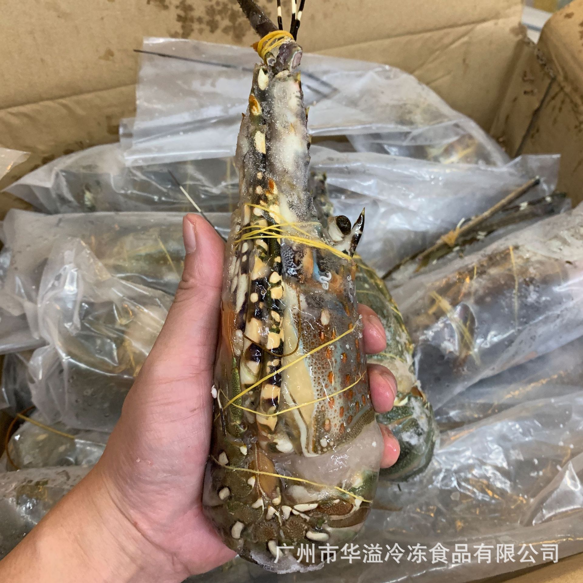 速冻小青龙  300-400克20斤/箱 生冻小青龙龙虾