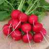 Sowing cherry radish seeds in the four seasons, red red, white meat, small red diced balcony potted pastoral vegetable seeds