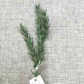仿真植物松针双面立体三叉松针 圣诞树松针枝圣诞花松针辅材装饰
