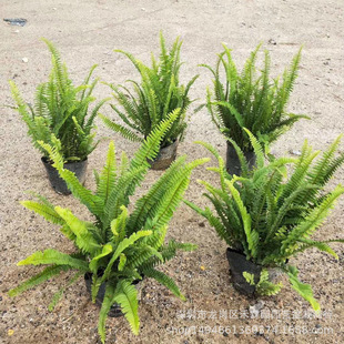 �������lֱ��7������IާG��ֲ�������Źǲ����Ԉ@�ֹ�ľ��