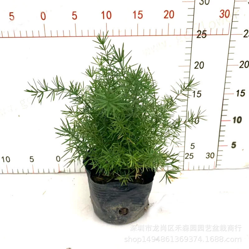 Тигровый хвост спаржа в горшках Wu бамбуковый шелк открытый балкон вечнозеленые морозостойкие растения хороший Ландшафтный Саженец