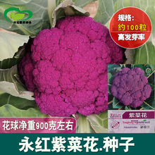 ���t�ϲ˻��N�� �r��ˈ@�����o�ܼ������A���ϻ�Ҭ���߲���