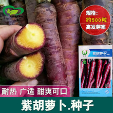 永红紫胡萝卜种子 农田菜园可盆栽晚熟紫黑色嫩脆胡萝卜蔬菜籽