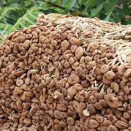 香菇;银耳;黑木耳