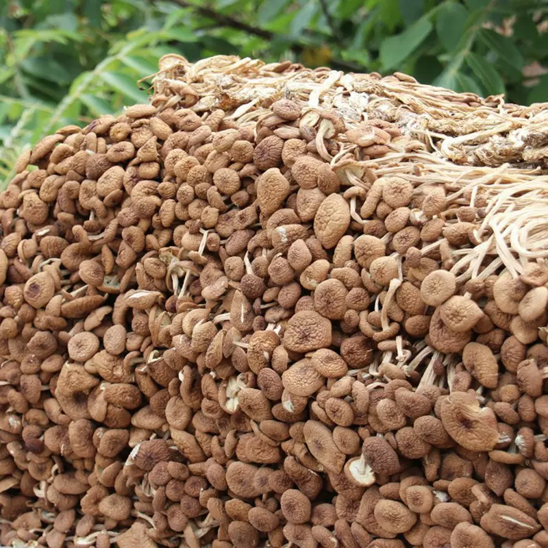 产地量大批发 南北干货食用菌古田茶树菇 不开伞茶树菇500克