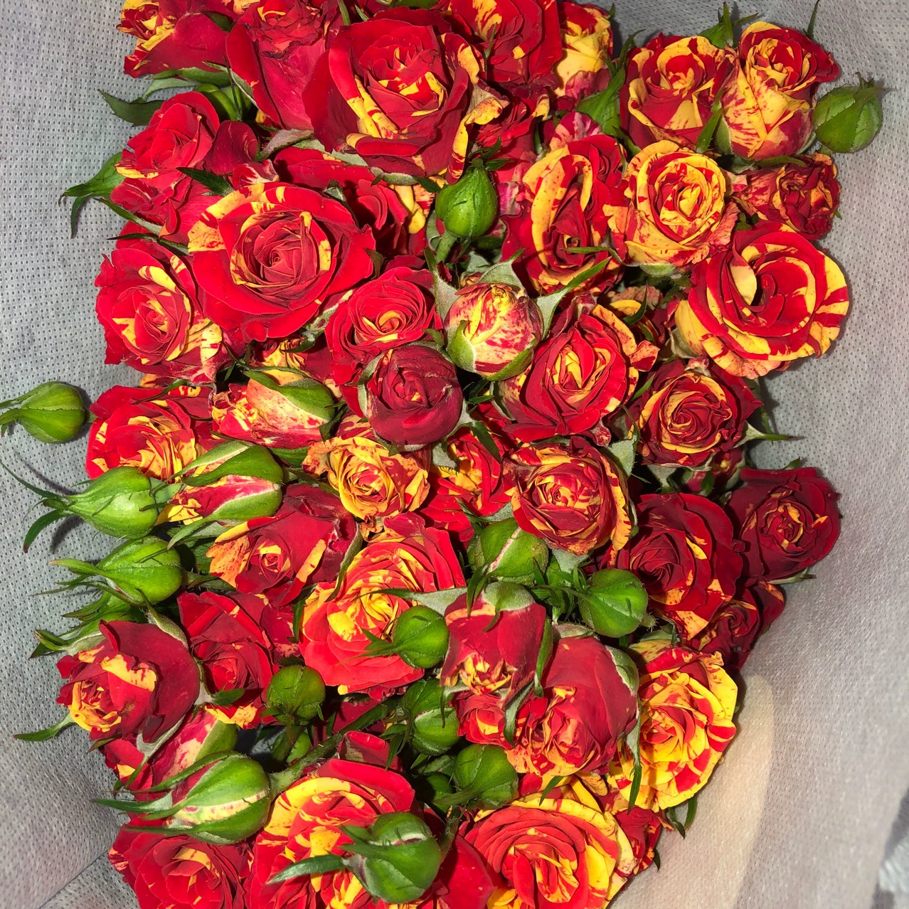 Юньнань Куньмин База Новый сорт Прямошерстная Роза Цветочная лоза Рассада Четыре сезона Цветение Рассада большого цветка