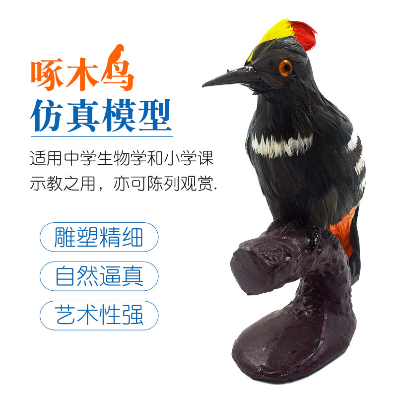 啄木鸟仿真模型羽毛摆件鸟类工艺品标本展示家居装饰摄影道具教学