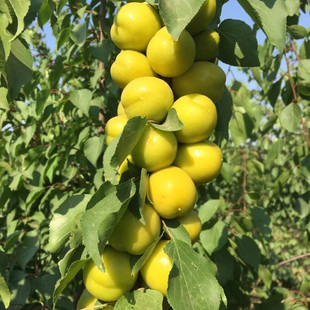 ��ľ���س����Ә����Ә�޽������ζ���������Ӻ���â���Ә���