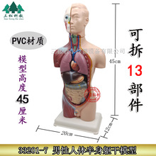 幼儿园区发现室 生命 认识人体器官模型少年人体半身模型