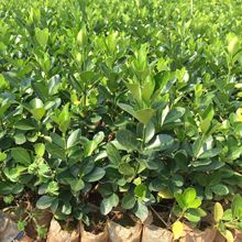大叶黄杨杯苗 冬青卫矛 四季常青绿化工程苗 云南基地直销