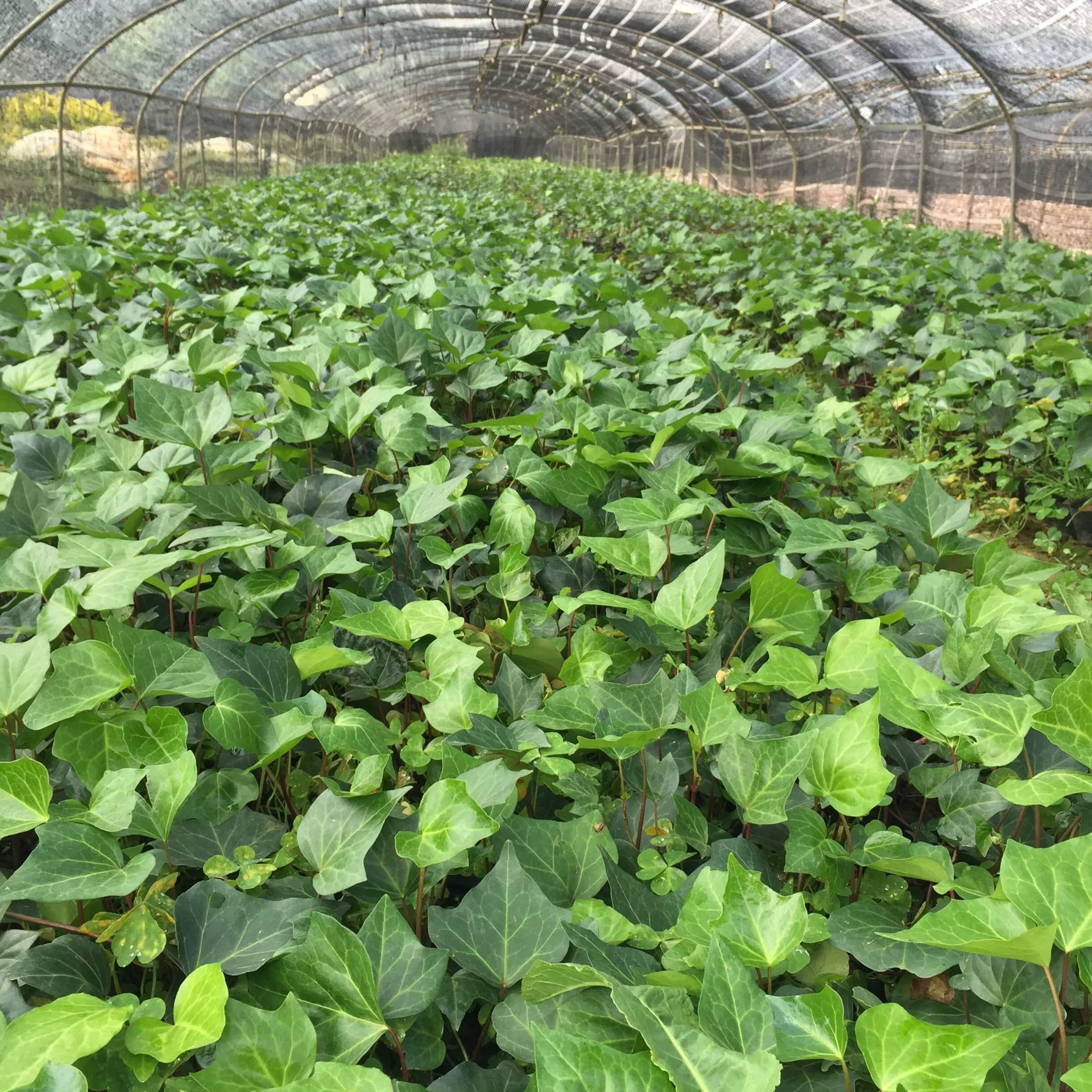 Кубок плюща рассада альпинистская лоза зеленое растение четыре сезона вечнозеленое без лиственного сада балкон альпинистская Цветочная база прямые продажи