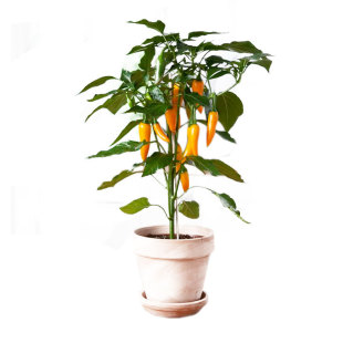 Chaotian Pepper Pepper Seeds, Special Small Pepper, Colorful Pepper Potted Plants, Four-Season Ornamental Shouguang Vegetables, Millet Pepper Seeds